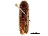  ( - BIOUG04711-E08)  @11 [ ] CreativeCommons - Attribution (2019) CBG Photography Group Centre for Biodiversity Genomics