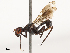  (Taeniaptera lasciva - CBG-B23304-C04)  @11 [ ] CreativeCommons - Attribution Share - Alike (2025) CBG Photography Group Centre for Biodiversity Genomics