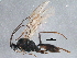  ( - BIOUG09015-A04)  @13 [ ] CreativeCommons - Attribution (2015) CBG Photography Group Centre for Biodiversity Genomics