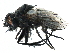  (Periscepsia stylata - BIOUG15414-C05)  @15 [ ] CreativeCommons - Attribution (2015) CBG Photography Group Centre for Biodiversity Genomics