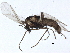  ( - BIOUG15418-F04)  @13 [ ] CreativeCommons - Attribution (2015) CBG Photography Group Centre for Biodiversity Genomics
