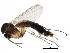  ( - BIOUG15483-F10)  @13 [ ] CreativeCommons - Attribution (2015) CBG Photography Group Centre for Biodiversity Genomics
