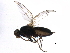  ( - BIOUG15521-C01)  @13 [ ] CreativeCommons - Attribution (2015) CBG Photography Group Centre for Biodiversity Genomics