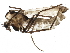  ( - BIOUG15526-H10)  @12 [ ] CreativeCommons - Attribution (2015) CBG Photography Group Centre for Biodiversity Genomics