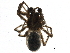 ( - BIOUG15602-C10)  @13 [ ] CreativeCommons - Attribution (2015) CBG Photography Group Centre for Biodiversity Genomics