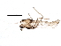  ( - BIOUG15663-C10)  @12 [ ] CreativeCommons - Attribution (2015) CBG Photography Group Centre for Biodiversity Genomics