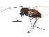  (Metriocnemus eurynotus - BIOUG15774-F01)  @14 [ ] CreativeCommons - Attribution (2015) CBG Photography Group Centre for Biodiversity Genomics