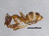  (Linepithema dispertitum - BIOUG04863-G11)  @13 [ ] CreativeCommons - Attribution (2013) CBG Photography Group Centre for Biodiversity Genomics