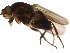  (Sclerocoelus latibarbus - BIOUG07842-G09)  @11 [ ] CreativeCommons - Attribution (2015) CBG Photography Group Centre for Biodiversity Genomics