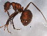  (Camponotus textor - BIOUG07721-H02)  @14 [ ] CreativeCommons - Attribution (2015) CBG Photography Group Centre for Biodiversity Genomics