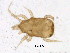  (Cheiroseius sp. 31 - BIOUG19733-B05)  @11 [ ] CreativeCommons - Attribution (2016) CBG Photography Group Centre for Biodiversity Genomics