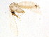  (Dampfomyia deleoni - BIOUG19744-H06)  @11 [ ] CreativeCommons - Attribution (2015) CBG Photography Group Centre for Biodiversity Genomics