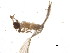  (Ptilocerembiidae - BIOUG19989-G10)  @12 [ ] CreativeCommons - Attribution (2015) CBG Photography Group Centre for Biodiversity Genomics
