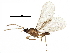  ( - BIOUG25834-G04)  @12 [ ] CreativeCommons - Attribution (2016) CBG Photography Group Centre for Biodiversity Genomics
