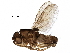  (Sclerocoelus regularis - BIOUG26881-H09)  @14 [ ] CreativeCommons - Attribution (2016) CBG Photography Group Centre for Biodiversity Genomics
