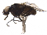  (Heliographa - BIOUG32174-C06)  @11 [ ] CreativeCommons - Attribution (2017) CBG Photography Group Centre for Biodiversity Genomics