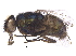  ( - BIOUG32360-F01)  @11 [ ] CreativeCommons - Attribution (2017) CBG Photography Group Centre for Biodiversity Genomics
