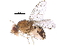  ( - BIOUG32447-D03)  @11 [ ] CreativeCommons - Attribution (2017) CBG Photography Group Centre for Biodiversity Genomics