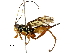  (Lissopimpla - BIOUG32677-A02)  @15 [ ] CreativeCommons - Attribution (2017) CBG Photography Group Centre for Biodiversity Genomics