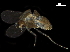  ( - BIOUG39810-H08)  @11 [ ] CreativeCommons - Attribution (2019) CBG Photography Group Centre for Biodiversity Genomics