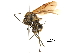  (Polyrhachis ypsilon - BIOUG33277-E08)  @13 [ ] CreativeCommons - Attribution (2017) CBG Photography Group Centre for Biodiversity Genomics