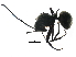  (Polyrhachis beccari - BIOUG33181-H11)  @13 [ ] CreativeCommons - Attribution (2017) CBG Photography Group Centre for Biodiversity Genomics