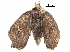  ( - BIOUG34000-F06)  @11 [ ] CreativeCommons - Attribution (2018) CBG Photography Group Centre for Biodiversity Genomics