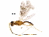  (Lysiterminae - BIOUG35802-H11)  @14 [ ] CreativeCommons - Attribution (2018) CBG Photography Group Centre for Biodiversity Genomics