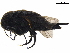  ( - BIOUG42567-G04)  @11 [ ] CreativeCommons - Attribution (2020) CBG Photography Group Centre for Biodiversity Genomics