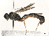  ( - BIOUG48401-B11)  @11 [ ] CreativeCommons - Attribution (2024) CBG Photography Group Centre for Biodiversity Genomics