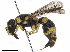  (Tachyancistrocerus - BIOUG48428-C06)  @11 [ ] CreativeCommons - Attribution (2020) CBG Photography Group Centre for Biodiversity Genomics