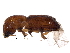  ( - BIOUG27512-F05)  @14 [ ] CreativeCommons - Attribution (2016) CBG Photography Group Centre for Biodiversity Genomics
