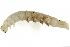  ( - BIOUG38147-H11)  @11 [ ] CreativeCommons - Attribution (2019) CBG Photography Group Centre for Biodiversity Genomics