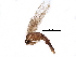  (Blastobasis catapealla - BIOUG23488-G09)  @12 [ ] CreativeCommons - Attribution (2016) CBG Photography Group Centre for Biodiversity Genomics