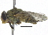  (Rhyncomya - BIOUG23591-C04)  @13 [ ] CreativeCommons - Attribution (2016) CBG Photography Group Centre for Biodiversity Genomics