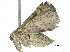  (Eublemma sp - BIOUG23591-F02)  @14 [ ] CreativeCommons - Attribution (2016) CBG Photography Group Centre for Biodiversity Genomics