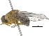  (Haematobosca squalida - BIOUG23591-G12)  @13 [ ] CreativeCommons - Attribution (2016) CBG Photography Group Centre for Biodiversity Genomics