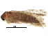  (Blastobasis mpala - BIOUG25433-D09)  @12 [ ] CreativeCommons - Attribution (2016) CBG Photography Group Centre for Biodiversity Genomics