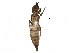  (Haplothrips globiceps - BIOUG25982-A06)  @13 [ ] CreativeCommons - Attribution (2016) CBG Photography Group Centre for Biodiversity Genomics