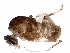  ( - BIOUG26710-F03)  @13 [ ] CreativeCommons - Attribution (2016) CBG Photography Group Centre for Biodiversity Genomics