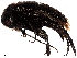  (Mordellistena pseudorugipennis - BIOUG48804-D10)  @11 [ ] CreativeCommons - Attribution (2023) CBG Photography Group Centre for Biodiversity Genomics