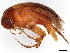  (Mordellistena humeropicta - BIOUG48813-C08)  @11 [ ] CreativeCommons - Attribution (2023) CBG Photography Group Centre for Biodiversity Genomics