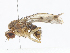  ( - CBG-A08784-A08)  @11 [ ] CreativeCommons - Attribution Share - Alike (2023) CBG Photography Group Centre for Biodiversity Genomics