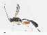  ( - CBG-A08787-E03)  @11 [ ] CreativeCommons - Attribution Share - Alike (2023) CBG Photography Group Centre for Biodiversity Genomics