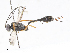  ( - CBG-A08787-H02)  @11 [ ] CreativeCommons - Attribution Share - Alike (2023) CBG Photography Group Centre for Biodiversity Genomics