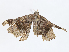  ( - CBG-A08788-A04)  @11 [ ] CreativeCommons - Attribution Share - Alike (2023) CBG Photography Group Centre for Biodiversity Genomics