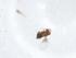  (Trichogramma sp. 1 SW-2021a - CBG-A12163-E12)  @11 [ ] CreativeCommons - Attribution Share - Alike (2023) Centre for Biodiversity Genomics Centre for Biodiversity Genomics