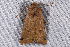  ( - 2008GM-0006)  @13 [ ] Copyright (2010) Unspecified Unspecified