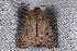 ( - 2008GM-0010)  @12 [ ] Copyright (2010) Unspecified Unspecified