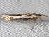  ( - 2008GM-0011)  @13 [ ] Copyright (2010) Unspecified Unspecified
